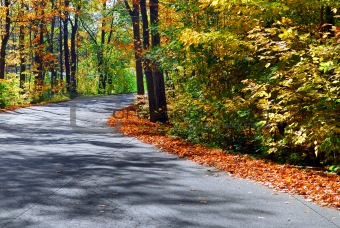 Fall forest road