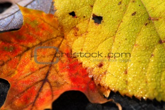 Autumn leaves macro