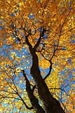 Fall maple trees