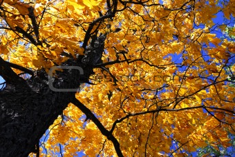 Fall elm tree
