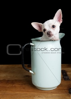 Sad Chihuahua