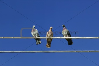 Three Pigeons