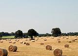 French Hay
