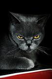 Sight of a grey cat. Black background