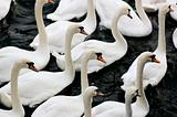 Group of Swans