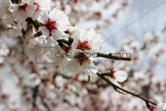 Almond tree flower