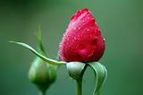 Red rose's buds
