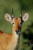 Puku antelope