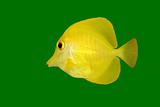 Yellow fish on green 
