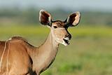 Kudu antelope 