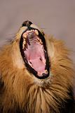 Yawning male African lion