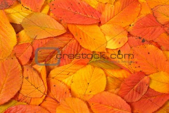 Colorful autumn background
