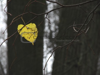 last autumnal leaf