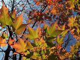 Sugar Maple Leaves in Autumn Glory
