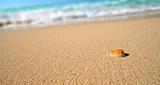 Tropical beach sea shell