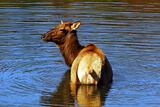 Elk (Cervus canadensis) in water
