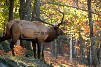 Elk (Cervus canadensis) in autumn
