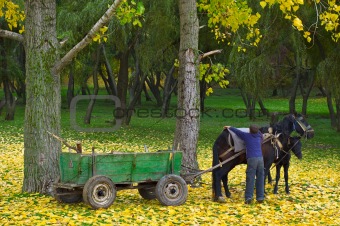horse with foal in autumn forest
