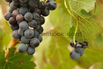 Beautiful Wine Grapes on the Vine
