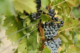 Beautiful Wine Grapes on the Vine