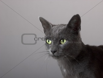 Grey Kitten 