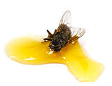 a fly stick in the honey