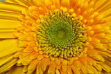 yellow gerbera flower