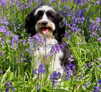 Cute dog in a field of bluebells