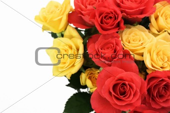 Roses closeup with copy space