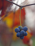 Lambrusco grapes