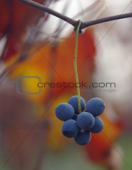 Lambrusco Grapes