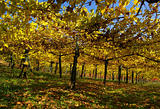 Vine yard in autumn