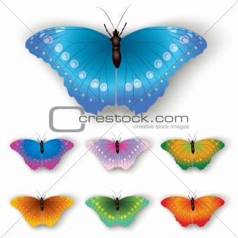 color butterfly isolated on a white