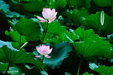 Two lotus flowers