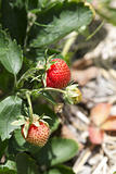 Strawberrie on the plant