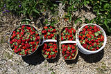 crop of strawberrie