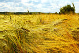 barley field in summer