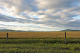 Wheat field in grassland