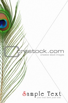 Detail of peacock feather eye