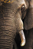 Elephant close-up portrait