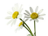 Chamomile flowers. Isolated on white, closeup.