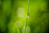fresh wet green grass closeup