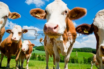 Curious simmental cows