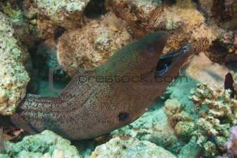 Giant moray eel with a cleaner wrasse