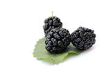 blackberry, blackberries
