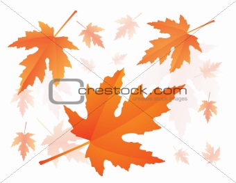 falling maple leaves