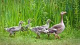 Mother goose leading goslings in the wild
