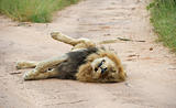 Lazy male lion