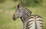 Plains Zebra portrait
