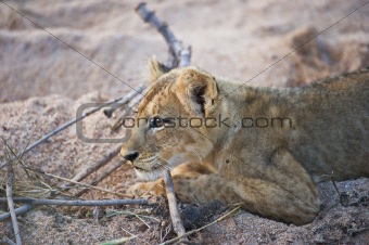 Lion cub stalking